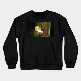 Snail Crewneck Sweatshirt